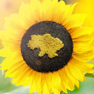 Dlaczego słonecznik jest symbolem Ukrainy? pielęgnacja ogrodów